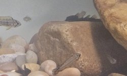 Super Red Cacatuoides Apistogramma