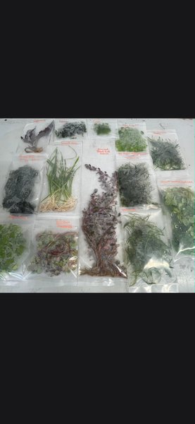 Plant Pack 13 plants