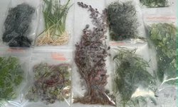 Plant Pack 13 plants