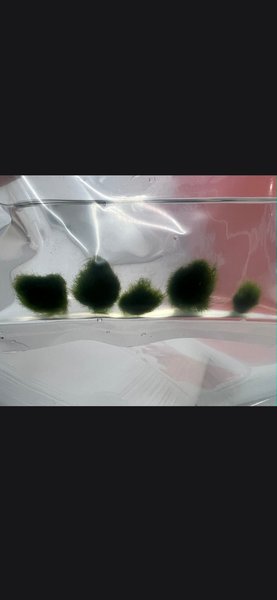 Marimo Moss Balls