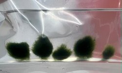Marimo Moss Balls