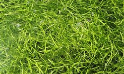 Riccia - pest plant free!