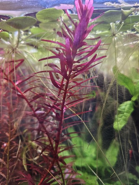 Rotala rotundifolia 'Orange Juice'