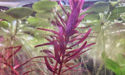 Rotala rotundifolia 'Orange Juice'