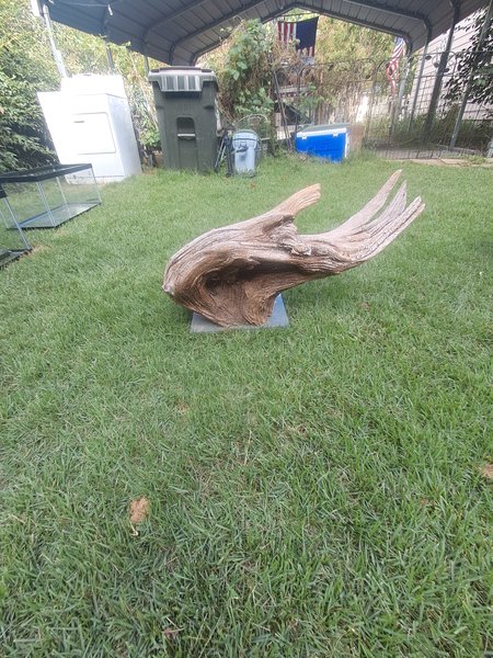 Large drift wood