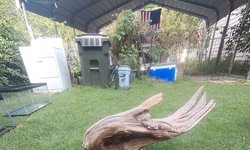 Large drift wood