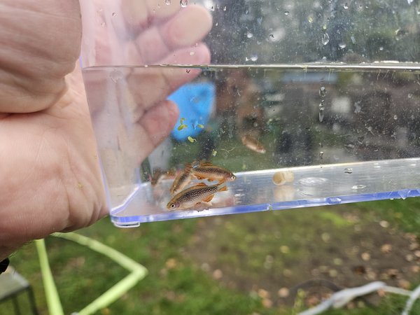 Danio margaritatus, Cestial Pearl Danios