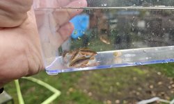 Danio margaritatus, Cestial Pearl Danios