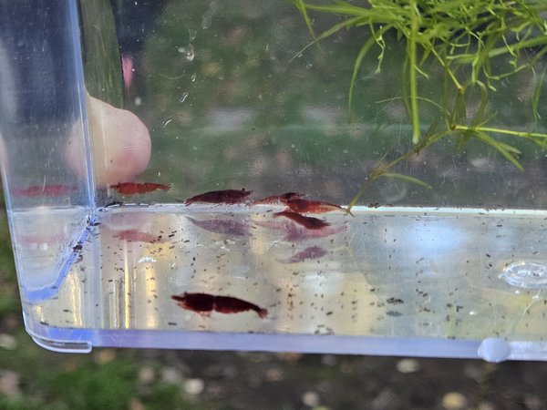 Red Cherry Shrimp "Bloody Mary"