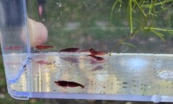 Red Cherry Shrimp "Bloody Mary"