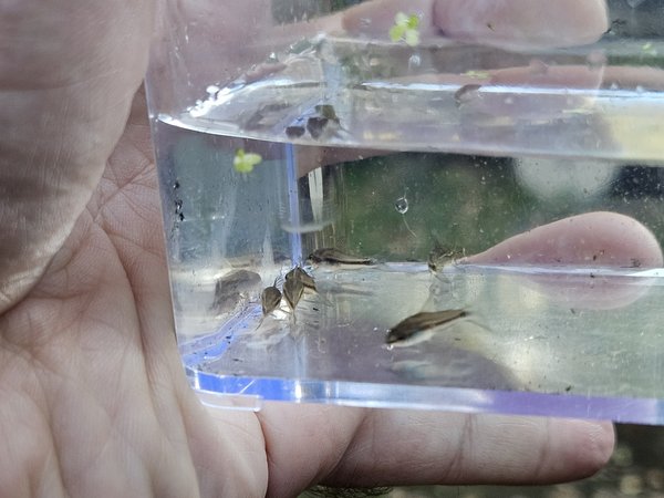 Corydoras pygmaeus