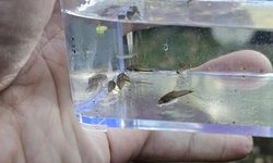 Corydoras pygmaeus