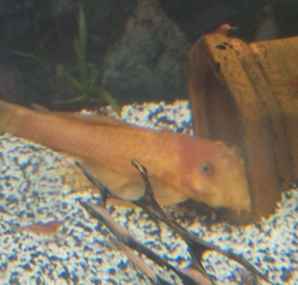 Male super red bristlenose
