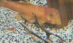Male super red bristlenose