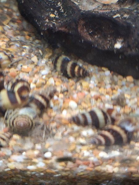 6 assassin snails