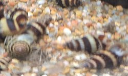 6 assassin snails