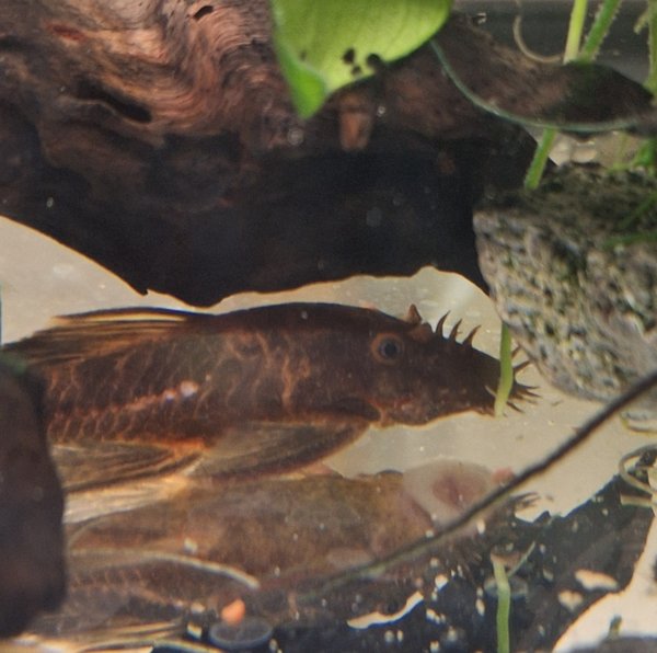 Male calico bristlenose