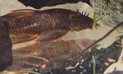 Male calico bristlenose