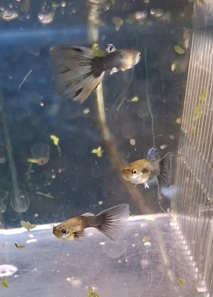 Trio of Blue/black guppies