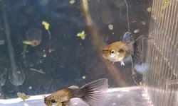 Trio of Blue/black guppies