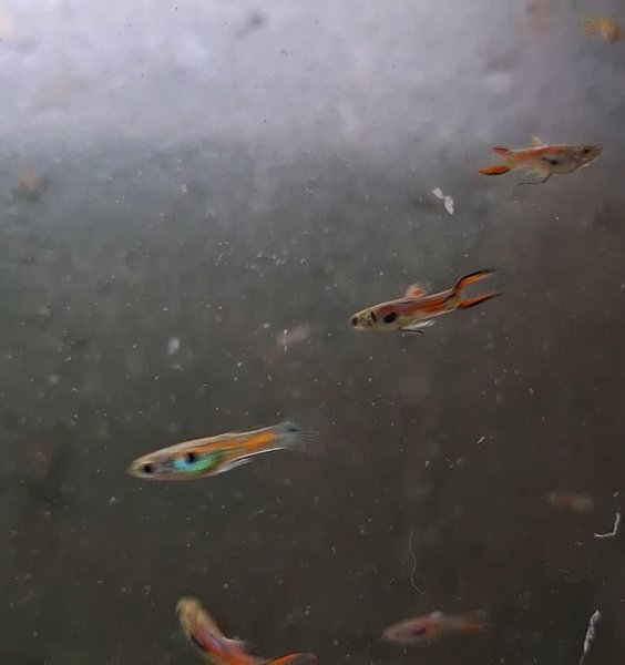 12 male endlers