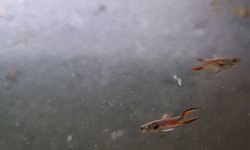 12 male endlers