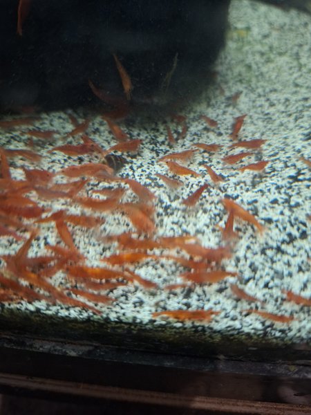 15 red cherry shrimp