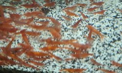 15 red cherry shrimp