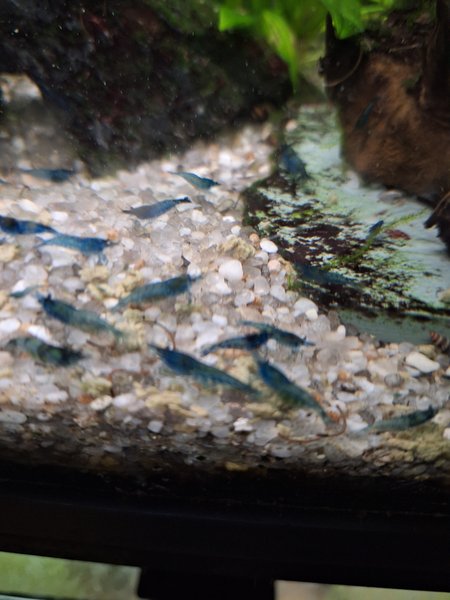 15 Blue shrimp