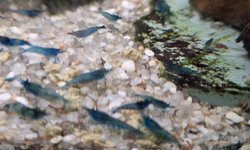 15 Blue shrimp