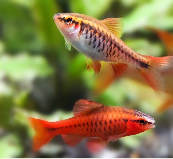 Cherry barb fry