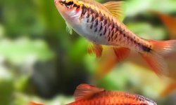 Cherry barb fry