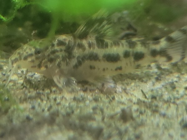 Aspidoras poecilus fry