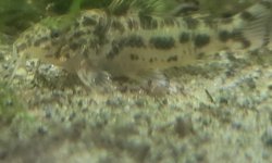 Aspidoras poecilus fry