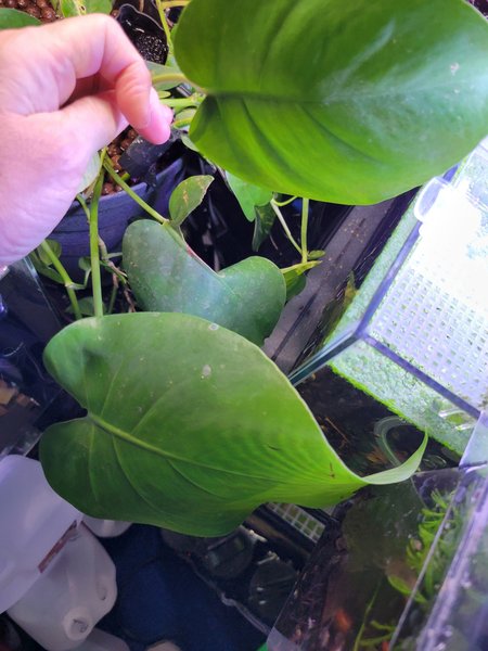Monstera plant