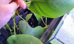Monstera plant