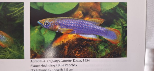 Ep. Lamottei