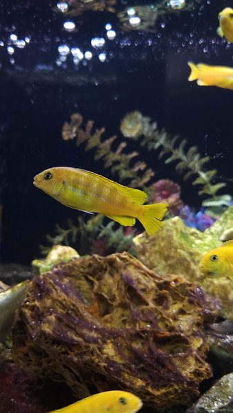 Pseudotropheus saulosi  (Male)