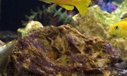 Photo 2 of Pseudotropheus saulosi  (Male)