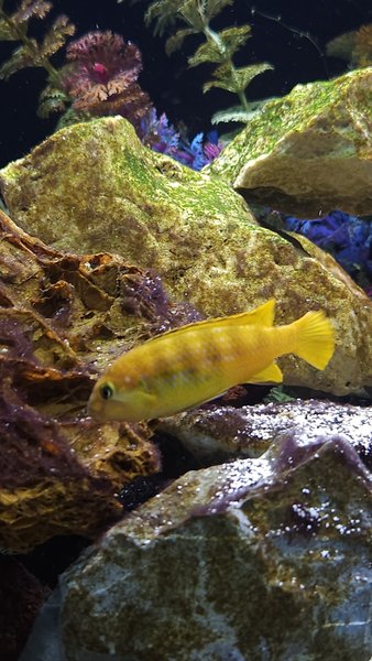 Pseudotropheus saulosi  (Male)