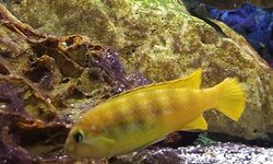 Pseudotropheus saulosi  (Male)