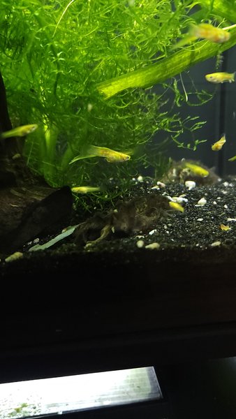 A Trio 1M/2F lower yellow swordtail guppy from another lot