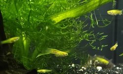 Trio 1M/2F lower yellow swordtail guppy