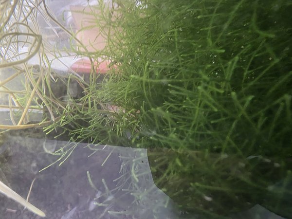 Java moss