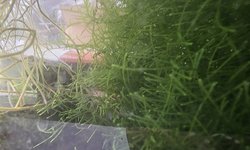 Java moss