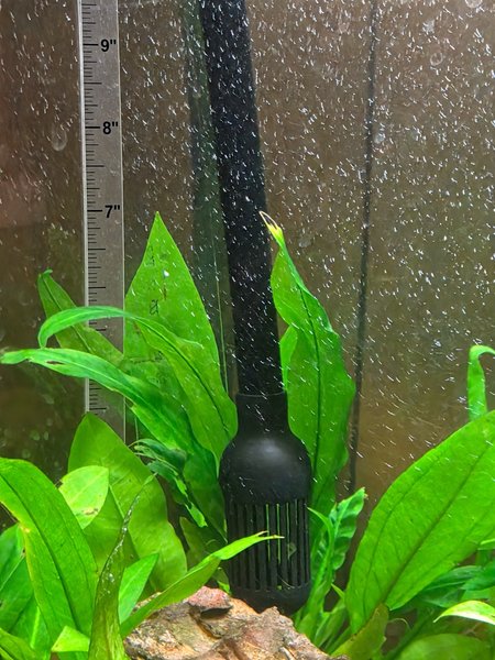 Amazon sword