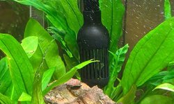 Amazon sword