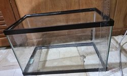 10 gallon tank