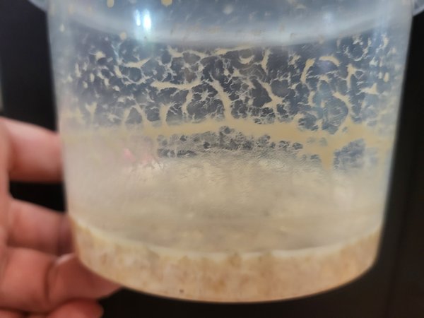 Mature microworm culture