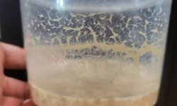 Mature microworm culture